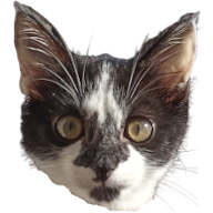 chat-jai-pete.fr