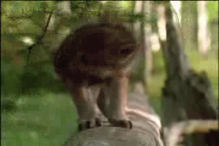 tumblr_m3eqs1g5G21qkzp87o1_400.gif