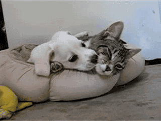 tumblr_my0bk8musT1rz1st5o1_r1_400.gif