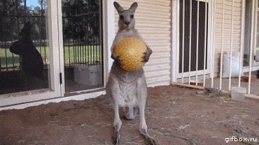 tumblr_mb8zhau9C81rnxj3b.gif