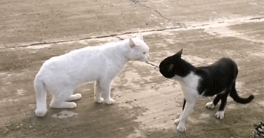 ser8745587.gif