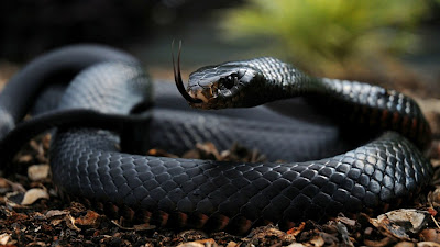 Black+Mamba.jpg