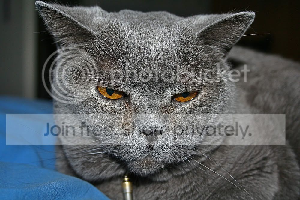 kitty2.jpg