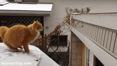 tumblr_my4bptmvUL1s080geo1_400.gif