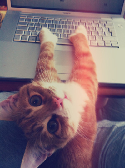 tumblr_m1jh74KBFO1rozgtgo1_400.jpg