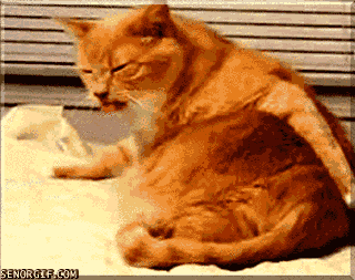 itchy%2Bcat.gif