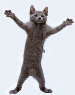 KittyDance.gif