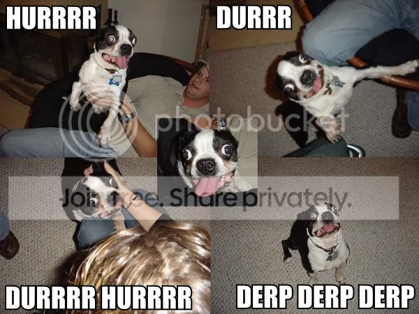 DerpDurrDog.jpg