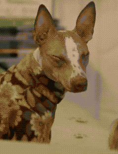 tumblr_n3dm3o4i431tti72eo2_250.gif