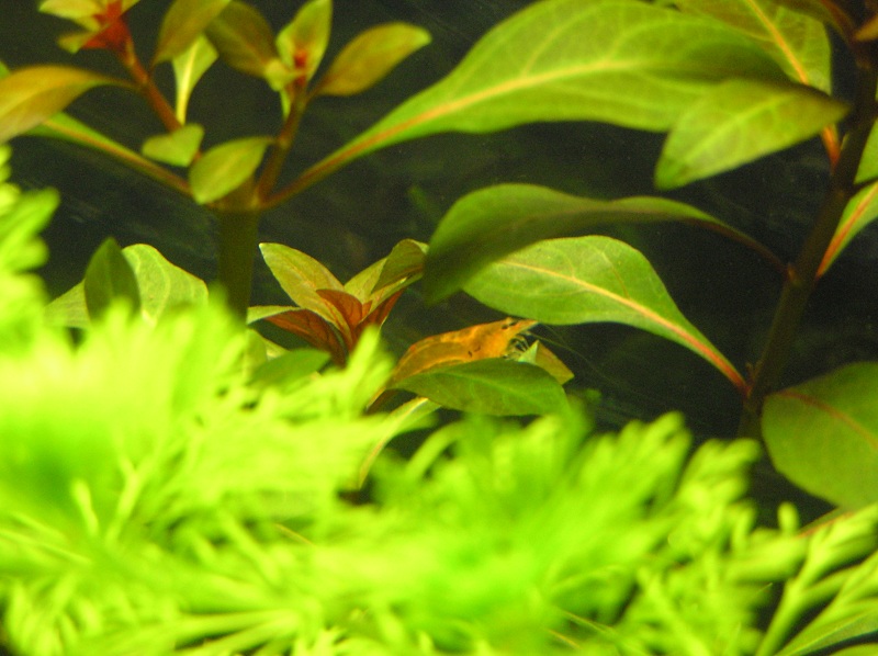 shrimp9.jpg