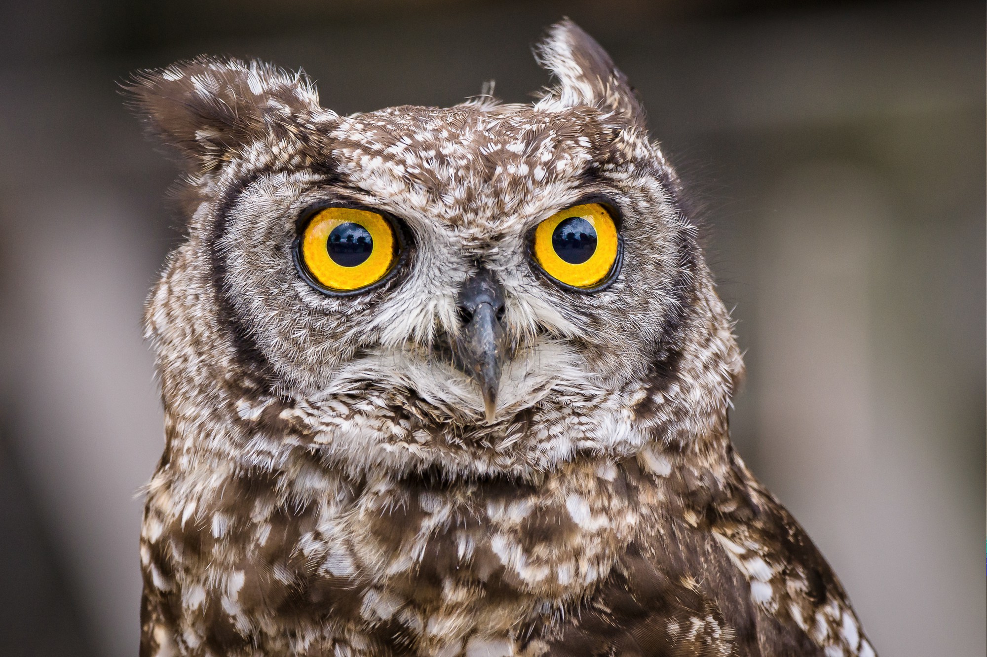 selective-focus-shot-owl-with-big-yellow-eyes_181624-25947.jpg