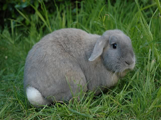 sad+bunny.jpg