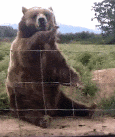 brown-bear