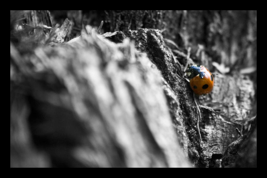 ladybird_Macro_by_JtOrFs.jpg