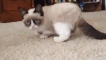 giphy.gif