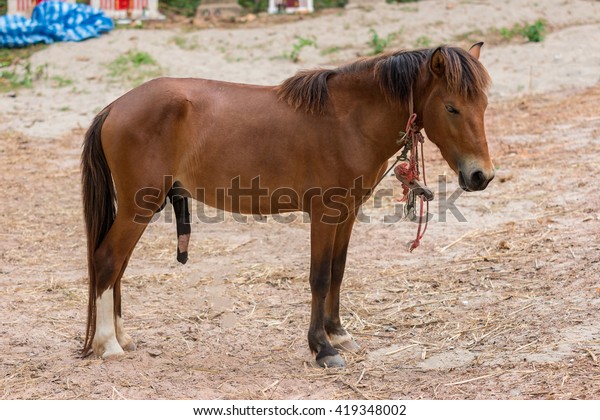 penis-horse-600w-419348002.jpg