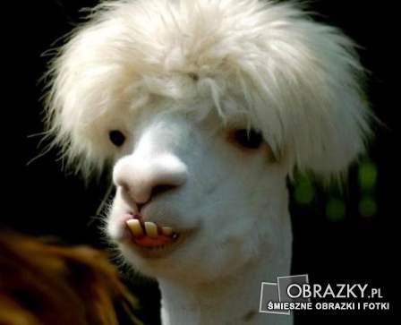 3011795-stylowa-lama-583-obrazky.pl.jpg