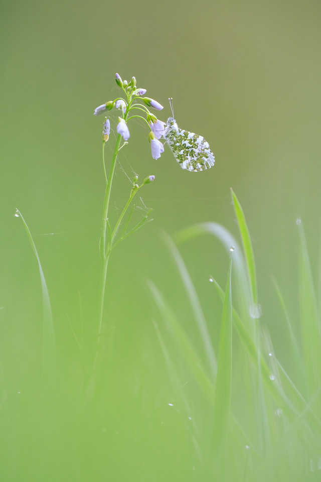 DSCF8125-X2.jpg
