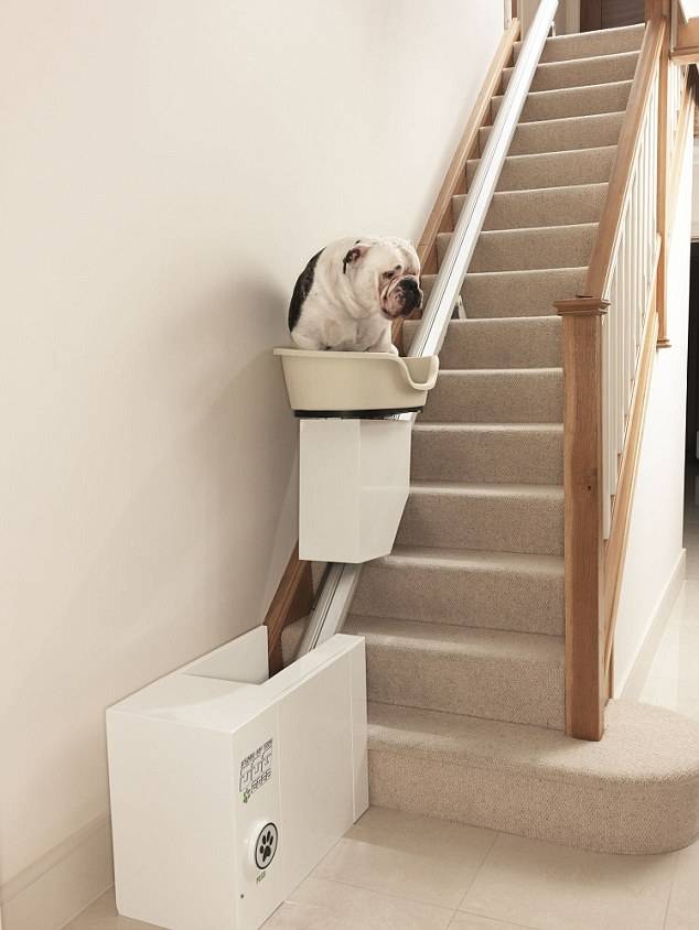 stairliftfordogs.jpg