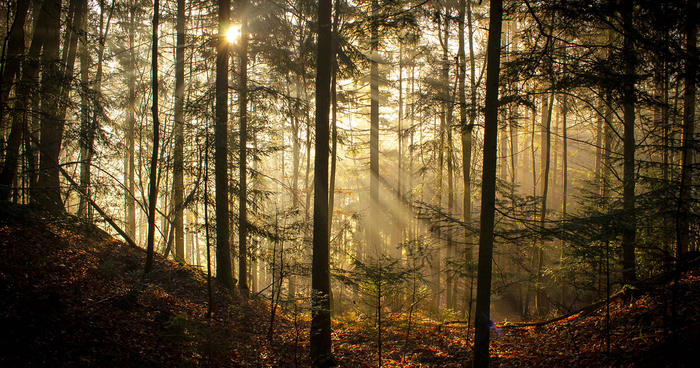forest-photography-fb__700.jpg