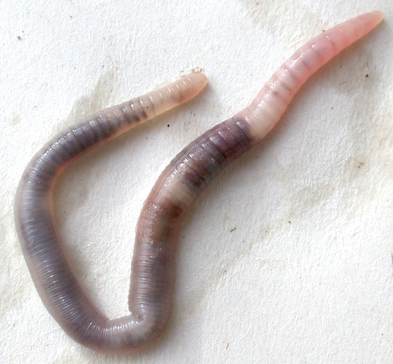 worm.jpg