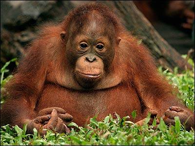 Orang-oetan1.jpg