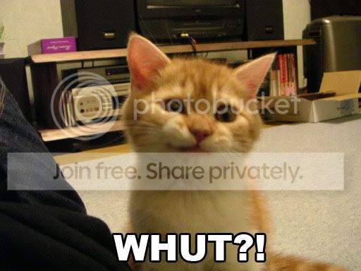 LOLcat3.jpg