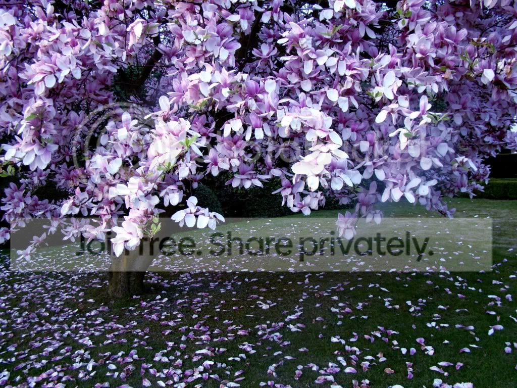 Spring_Tree_by_Isje-2.jpg