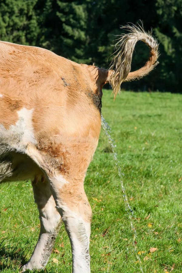 image-cow-piss-nature-cow-piss-158224540.jpg