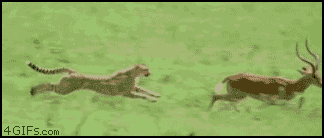 tumblr_m7yaa1rkqi1r8cvzdo1_400.gif