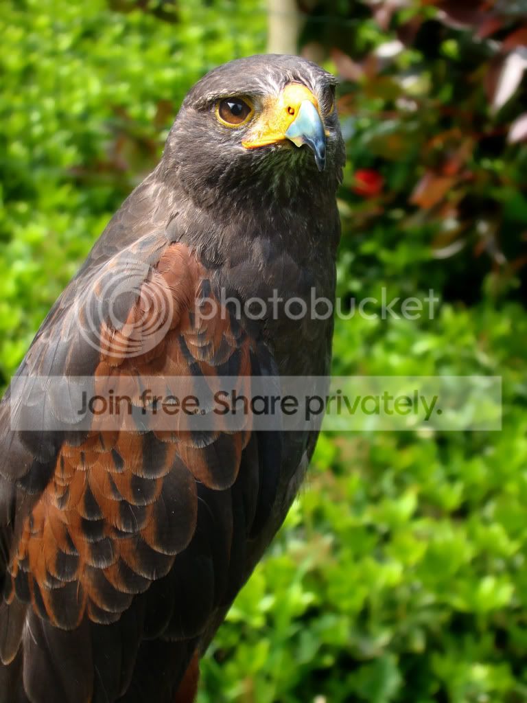 Harris_Hawk_VI_by_Isje.jpg