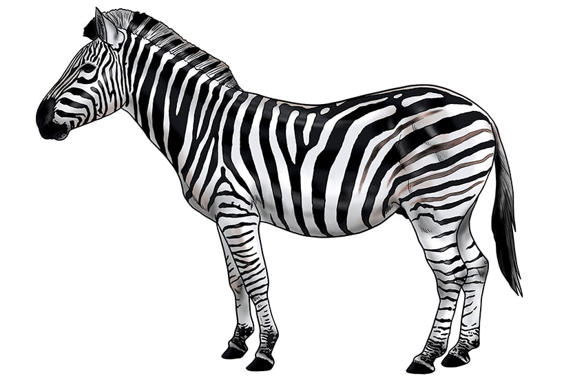 zebra-drawing-17.jpg