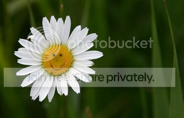 madeliefje_1541.jpg