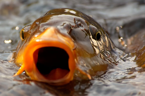 carp.jpg