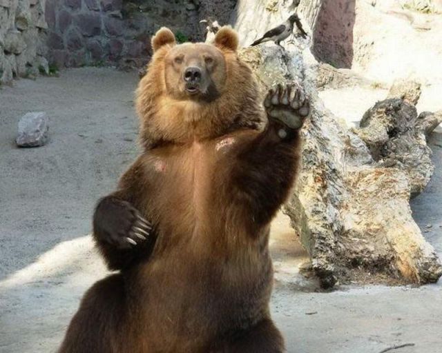these_funny_animals_640_37.jpg