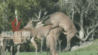 innngifv4.gif