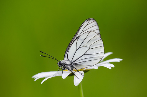 41656181675_16bafa59c2.jpg