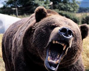 pissed-off-bear.jpg