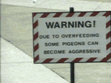 beware_of_the_pigeons.gif