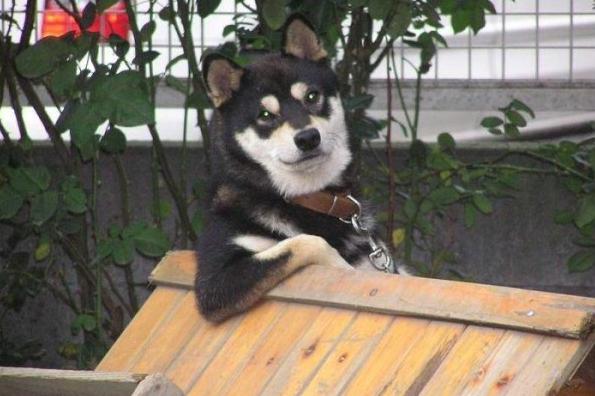cooldog.JPG