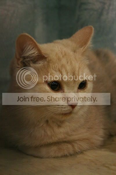 poes.jpg