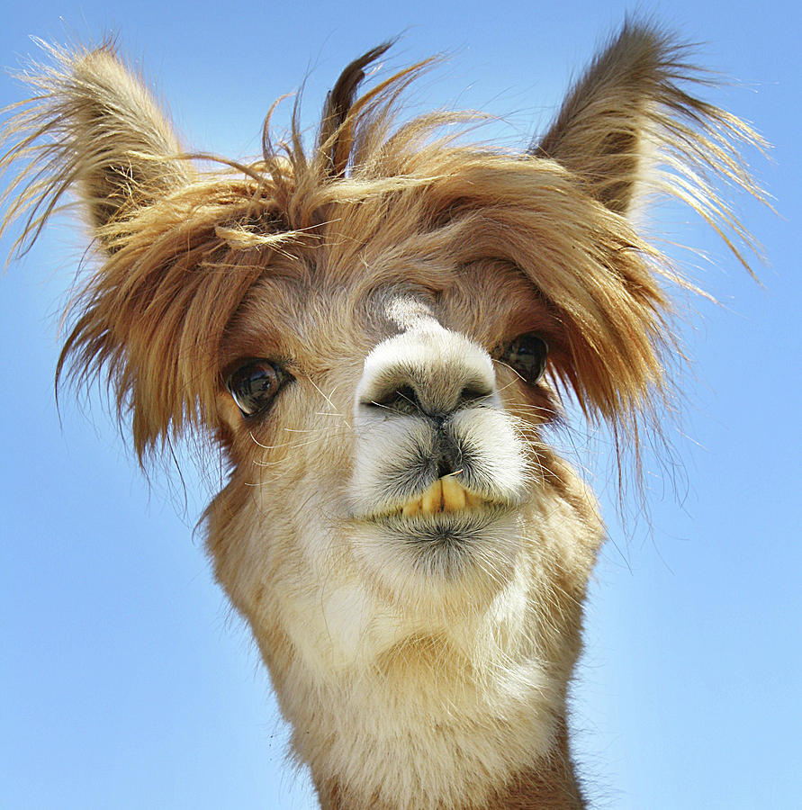 bad-hair-day-doty-johnson.jpg