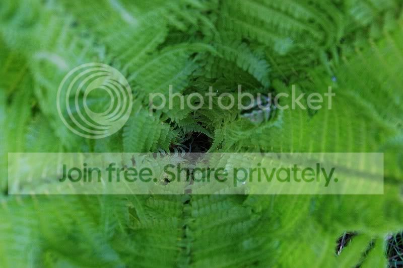 Plant1.jpg