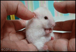 omg_mouse.gif