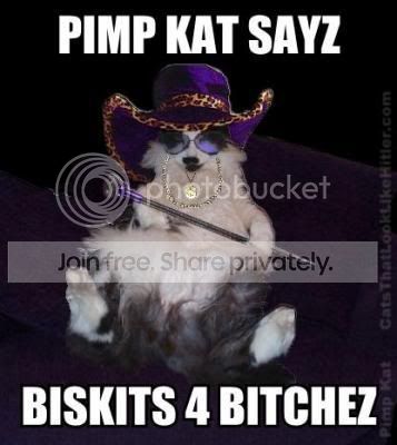 catpimp.jpg