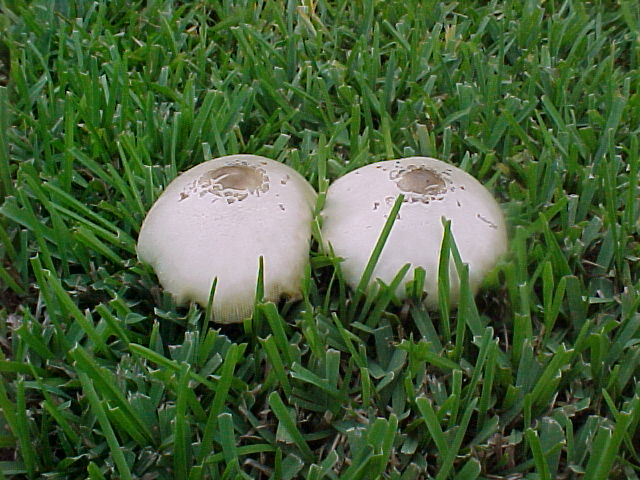 315058-lawntitties.JPG