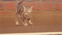 tumblr_m3p5bhBguZ1rtbmh0o1_250.gif