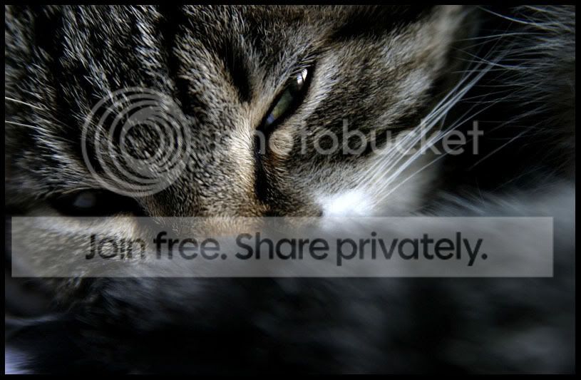sized_Lepetitechat.jpg