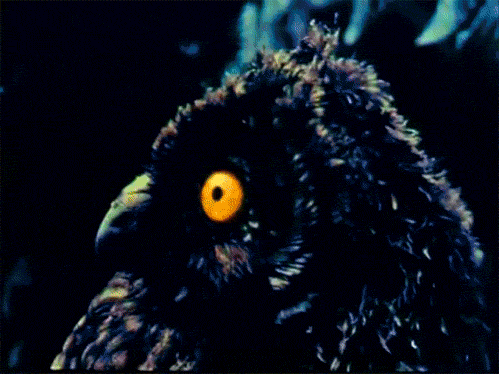 tumblr_lvtpf9n59G1qg39ewo1_500.gif