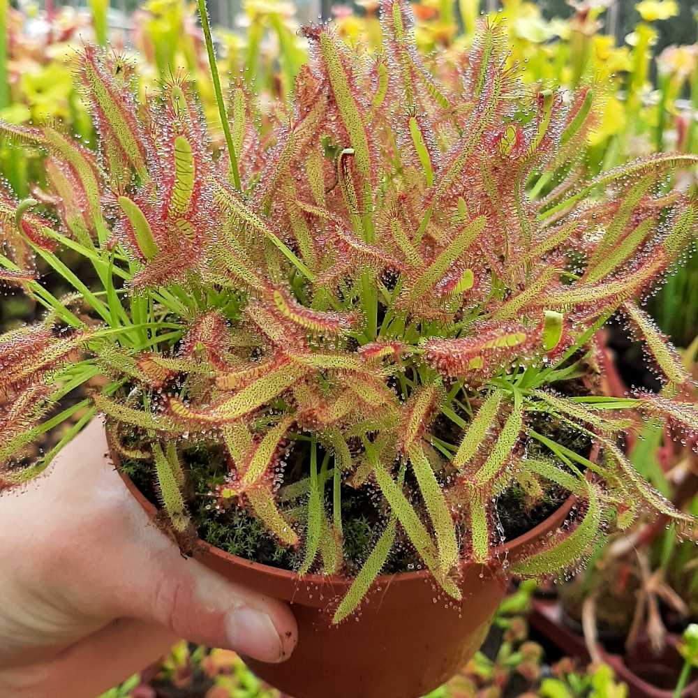 www.vleesetendeplantshop.be